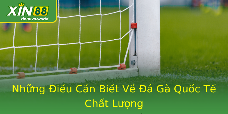 Những Điều Cần Biết Về Đá Gà Quốc Tế Chất Lượng Những Điều Cần Biết Về Đá Gà Quốc Tế Chất Lượng
