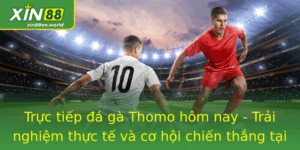 Trực tiếp đá gà Thomo hôm nay - Cơ hội chiến thắng tại Xin88 8 Truc Tiep A Ga Thomo Hom Nay Trai Nghiem Thuc Te Va Co Hoi Chien Thang Tai Xin88